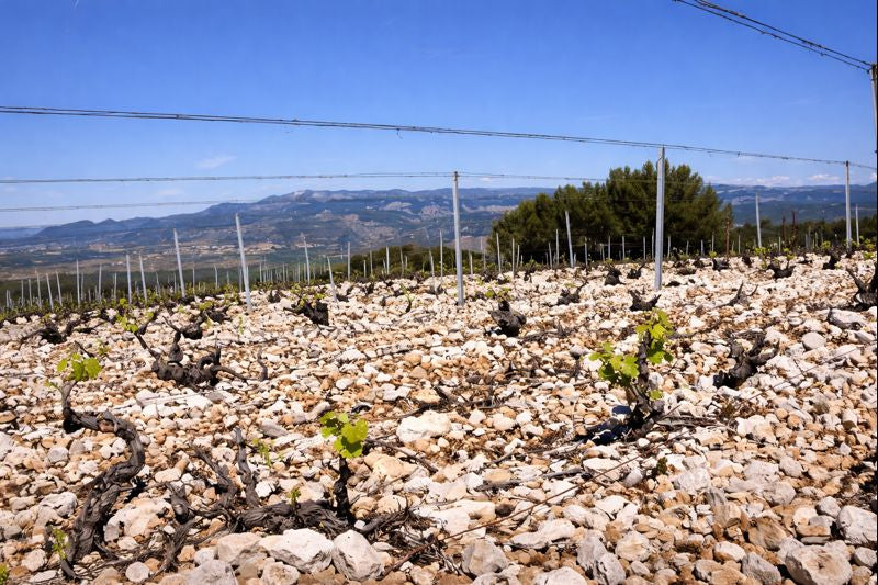 Domaine de la Grange des Pères : l’essence d’un vin de terroir d’exception
